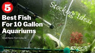 Best Fish For A 10 Gallon Tank Aquarium Stocking Ideas amp Combinations [upl. by Rabjohn]