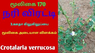 ஊதா கிலுகிலுப்பைநரிமிரட்டிOotha kilukiluppainarimirattiCrotalaria verrucosaAlasal [upl. by Emmerie245]