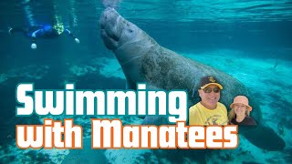 Swimming With Manatee Tour  Snorkel With Manatee at Crystal River  Cuteness Overload [upl. by Ymrej]