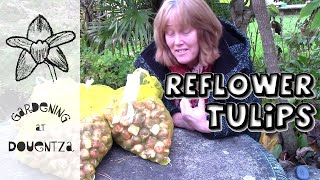 How to Make Tulips Come Back amp Repeat Flower [upl. by Laine341]