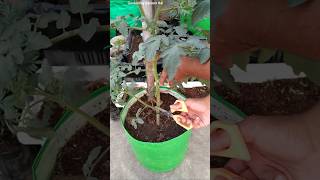 DO THIS with tomato 🍅 plants  Tips to get lots of Tomatoes [upl. by Agrippina]