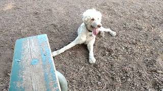 Poodle Play with Abby and Arlo [upl. by Adnarom]