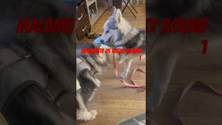 Malamute vs Husky Puppy Round 1 Playtime Showdown [upl. by Abate]