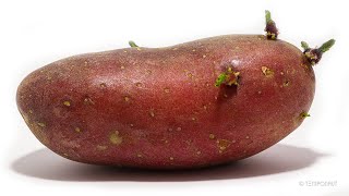 Red Potato [upl. by Nagad]