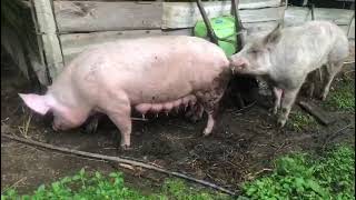 REPRODUCTOR DUROC Sanson amp CERDA LANDRACE Francia German Cabal GRANJA AGRO ECOLOGICA EL CAUCHAL [upl. by Angadresma963]