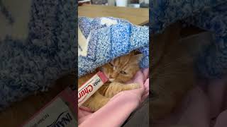 Cute cat eating churu💔🐾 cateat cateatingasmr cateatfood catsofyoutube munchkincat [upl. by Roger]