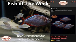 Neon Dwarf Rainbowfish Melanotaenia praecox 🐟❤️ imperialtropicals [upl. by Jody]