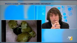 Animali come cavie Vietarlo [upl. by Jewelle]