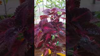 Coleus repotting 💕💕 plant repotting update 17coleus repotting hardyplant [upl. by Uella]