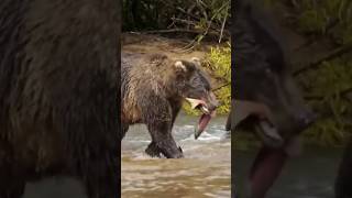 Brown Bears Fight Over Life Threatening Meal predator bear wildlife [upl. by Parthinia]