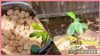 Removing Invasive Cape Gooseberry  Planting Rare Tropical Tree [upl. by Hailee]