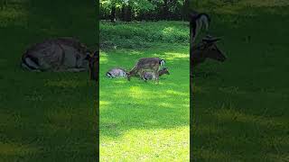 Fütterungszeit im Wildpark Düsseldorf [upl. by Kahle]