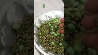 hesaru Kalu botani Kalu masala gujju Gayathri Cooks 👍👌 [upl. by Denae]