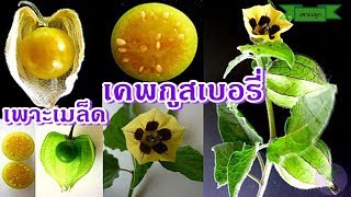 Cape Gooseberry  วิธีเพาะเมล็ดเคพกูสเบอร์รี่ โทงเทงฝรั่ง ปลูกผลไม้เคพกูสเบอร์รี่ [upl. by Aliekahs395]