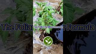 The Foliar Fertilizer Formula shortvideo garden howto youtubeshorts viralvideo agriculture [upl. by Akcirret]