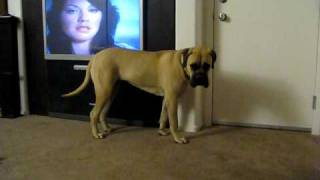 Bullmastiff vs Housefly [upl. by Daus408]