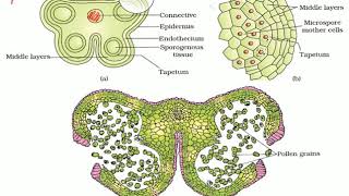 L4 Structure of Microsporangia and TS of a Mature Anther [upl. by Ahseikal323]