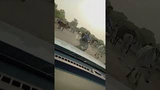 cow sawariya seth  2024  shorts video [upl. by Berger148]