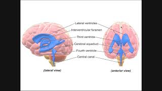 Circulation of Cerebrospinal Fluid CSF Through Ventricles [upl. by Benedix997]