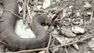 angry cottonmouth water moccasin [upl. by Attiuqaj]