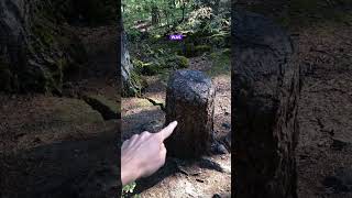 This tree STUMP is surviving off its neighbor trees [upl. by Mari]