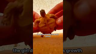 The growth diary of the little turtle shortvideo turtle shortspets [upl. by Ititrefen]