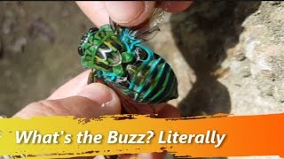 How Do Cicadas Make their Sounds [upl. by Yankee]