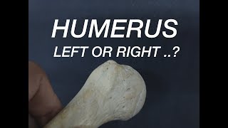 HUMERUS  SIDE DETERMINATION [upl. by Assilaj]