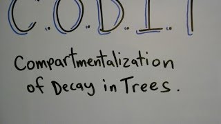 Plant ID Compartmentalization of Decay in Trees CODIT [upl. by Marou]