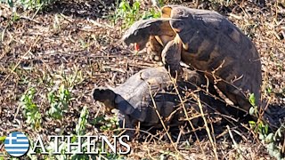 Marginated tortoises 🇬🇷 Greece  v172 [upl. by Anirtruc2]