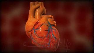 Medical Animation heartbeat [upl. by Eirene635]