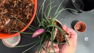 Repotting “tillandsia cyanea plant” [upl. by Sorilda]