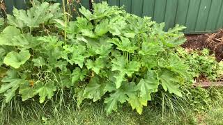 Cocozelle zucchini growing Canberra 2020 [upl. by Roderic570]