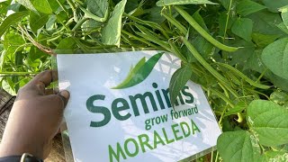 Moraleda Beans ଲତା ବିନସ୍ bayer seminis [upl. by Verdie]