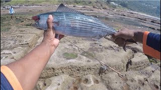 Hi my friends coledale Wollongong I catch Boni 13 fish good fun [upl. by Sabino435]