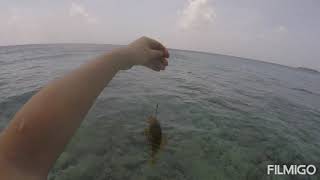 Kendhoo fishing 2020 pesca alle Maldive in spiaggia [upl. by Batista887]