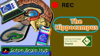 The Hippocampus [upl. by Candis]