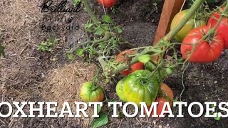 Load of tomatoes on the Oxheart vine unbelievable [upl. by Erlene653]