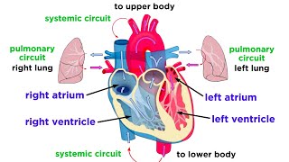 Cardiac Cycle and Blood Flow  Anatomy and Physiology [upl. by Annecorinne227]