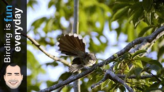 Pied Fantail  Rhipidura nigritorquis  Philippines [upl. by Lenehc]