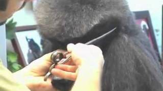 Super Styling Session Standard Poodle Grooming Tips [upl. by Olemrac]