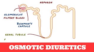 Osmotic Diuretics  Mannitol [upl. by Alam]