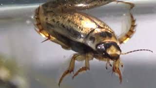 Ostracods Diving beetles Water Boatmen and a Backswimmer [upl. by Nehtiek]