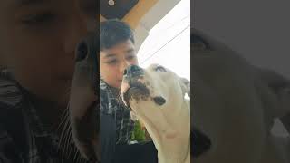 My heart beat 💓 youtubeshorts pitbulldog roxy [upl. by Boys]