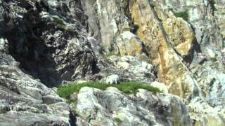 Mountain Goats with Kids Climbing [upl. by Fronniah]