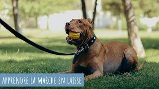 LA MARCHE EN LAISSE [upl. by Freddie]