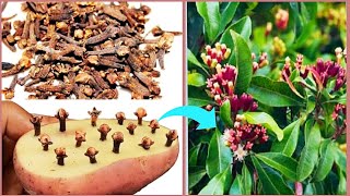 How To Grow Clove Plant From Seeds At Home Growing Cloves Laung From Seeds  Laung ki khetiGarden [upl. by Harpole271]