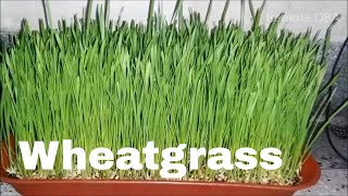 How to Grow Wheatgrass with only Coco Peat [upl. by Sidonius]