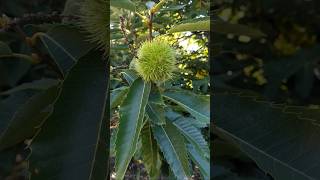 Castanea sativa castaño 🌰 [upl. by Marven]