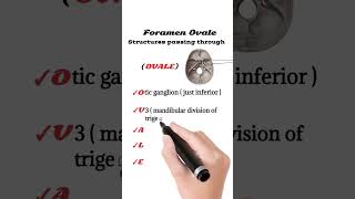 Structures passing through Foramen Ovale  Foramen Ovale anatomy [upl. by Iny]